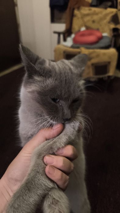 Отдам в добрые руки кота