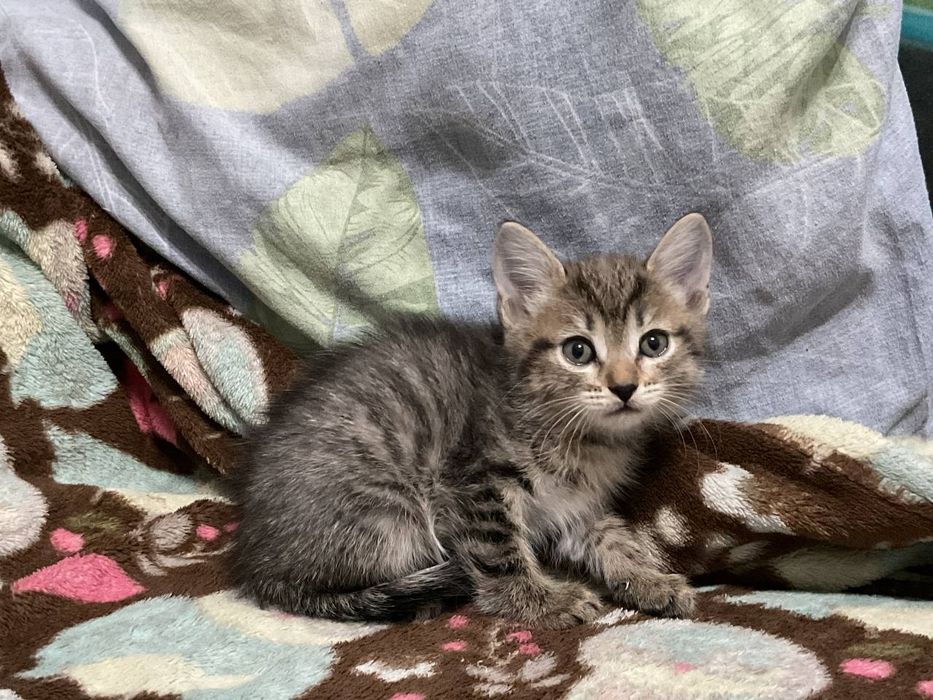 Отдам котенка в добрые руки