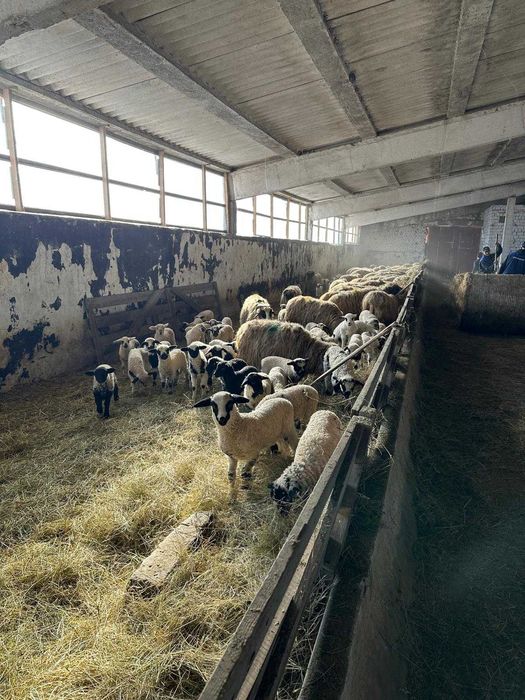 Vand oi turcane tinere cu miel