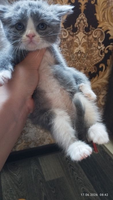 Skotish Strayt 1,5 oylı qız bola  mushukcha