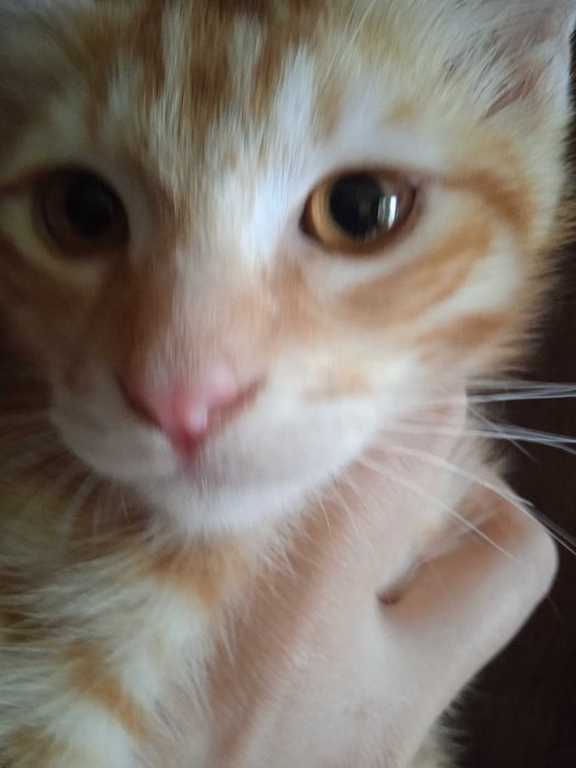 Рыжий котёнок, мальчик, 3 месяца.