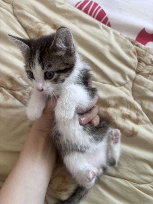 кот (мальчик) 1 месяц