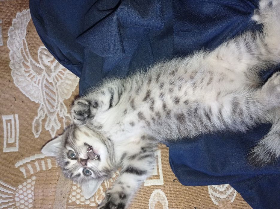 Кошечка 1,5 месяцев.