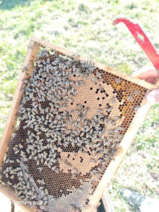 familii de albine 100 duc  ! Bk