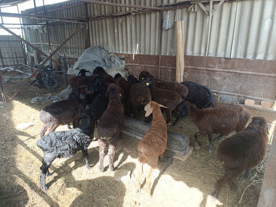 Тоқтылар сатылады келісімді