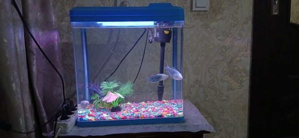 Akvarium baliqlari bilan yaqinda olingan