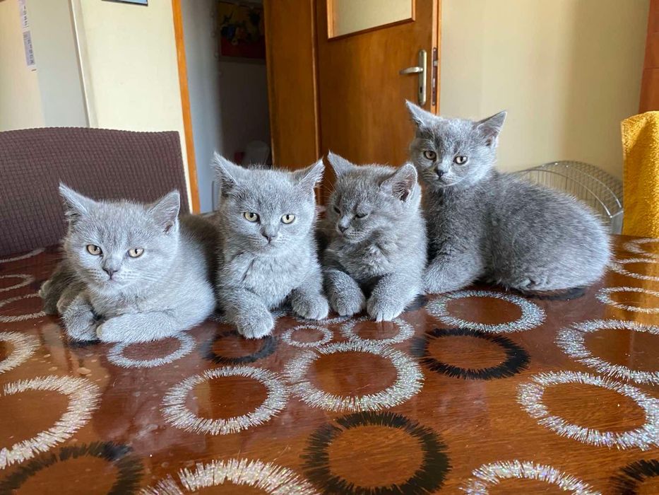 Британски котета
