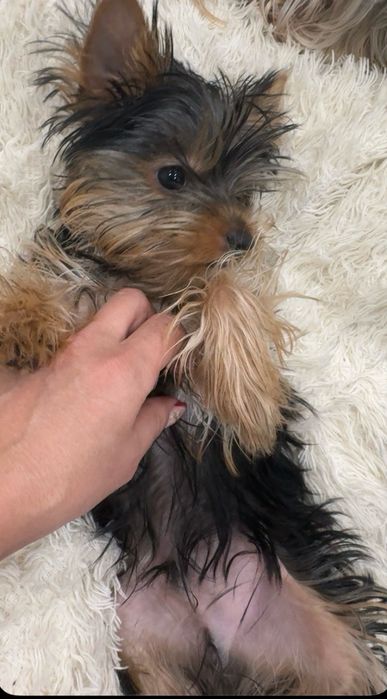 Йоркширский  терьер