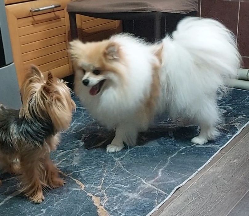 Продам померанского шпица. С документами.