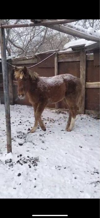 1бас еркек жабагы 2бие сатылады
