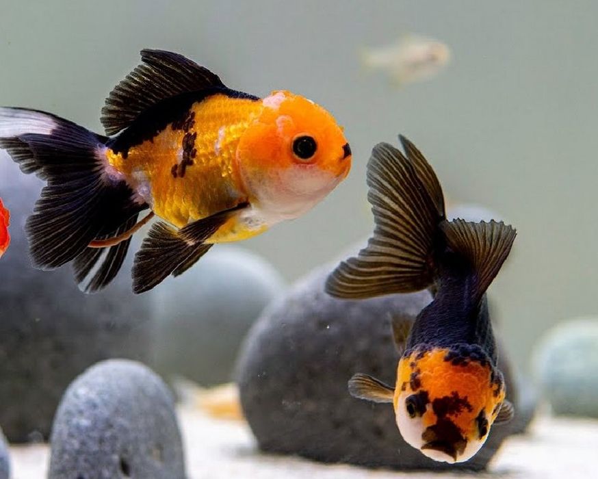 Aranda 3 kolor panda xet red kotta razmerda kopatishga tayyor