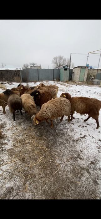 Жас кой сатамын срочьно