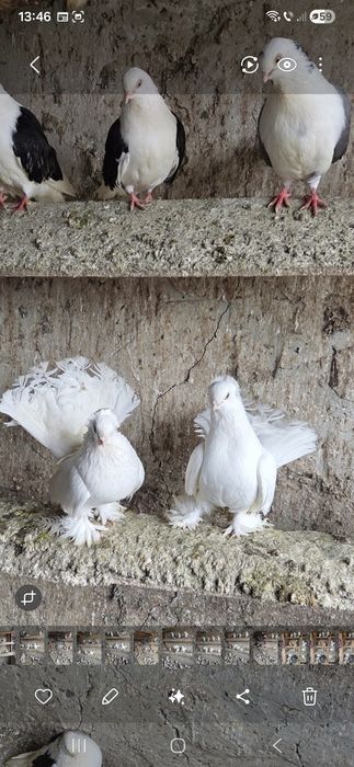 Porumbei de vânzare