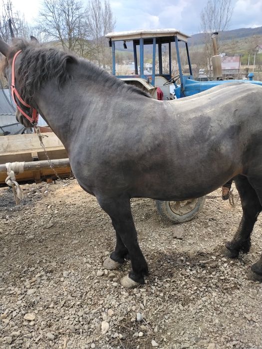 Harmăsar de vânzare