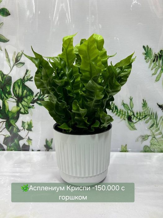 Аглаонемы, Калатеи  и др растения
