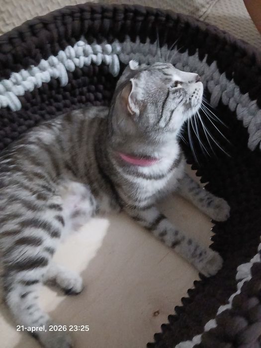 Scottish fold mushuk