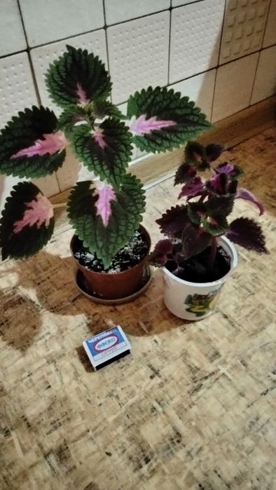 Цветов много, все хорошие