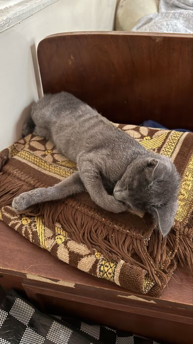 Даром котика отдадим, Uy mushugi beramiz
