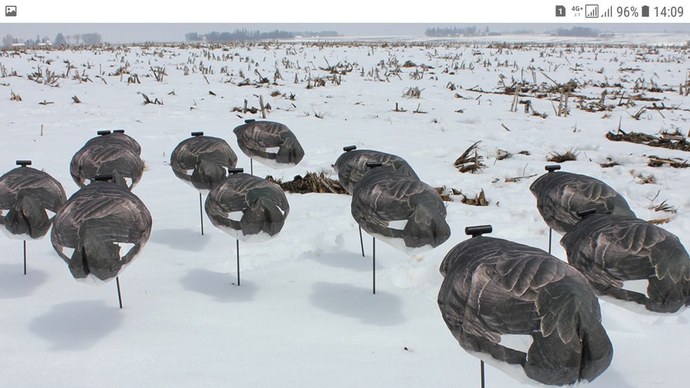 Чучело профиль гусь