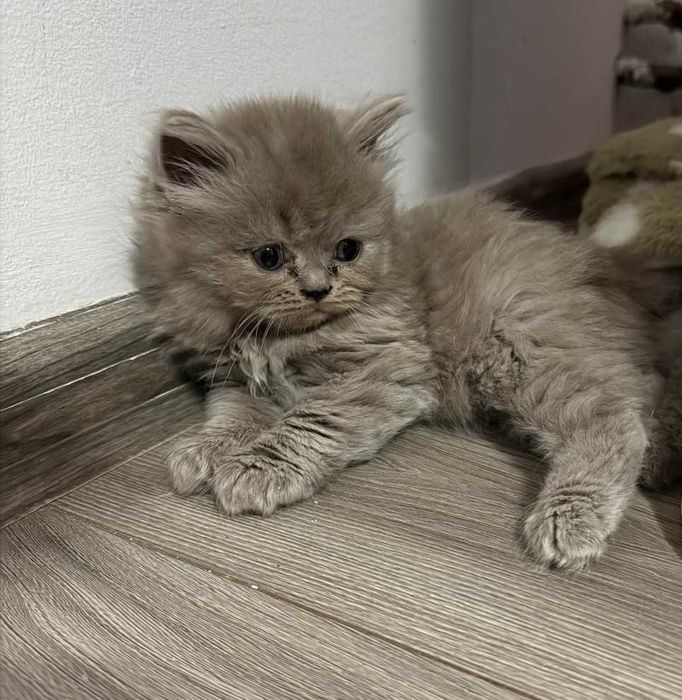 British Shorthair