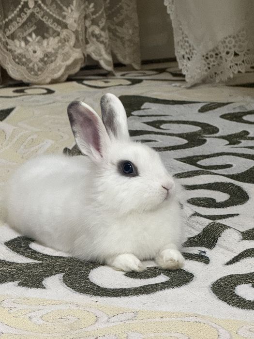 Продам домашнюю крольчиху