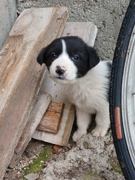 Подаряват се . кученца.