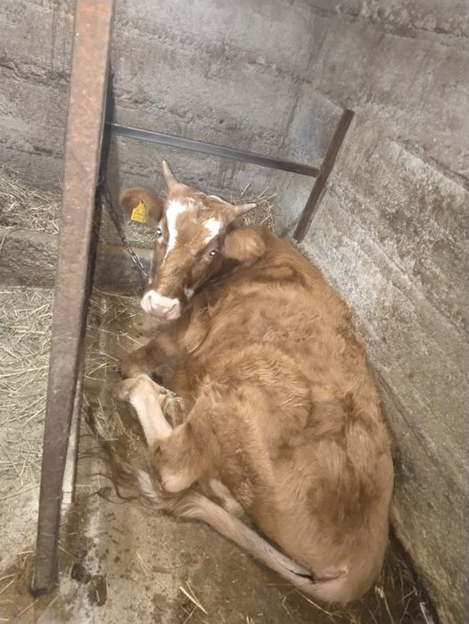 Продам две телки