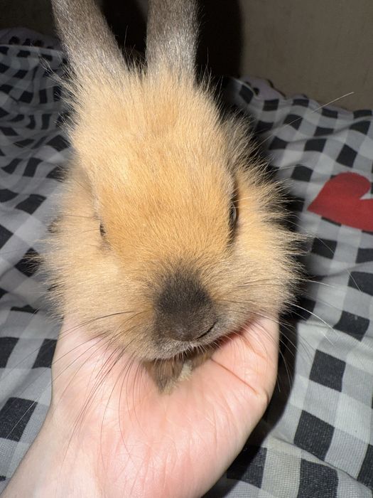 Кролик маленький