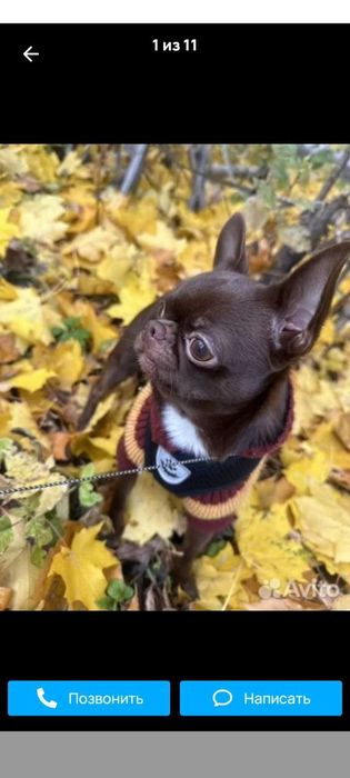 Готовятся к продаже щенки чихуахуа