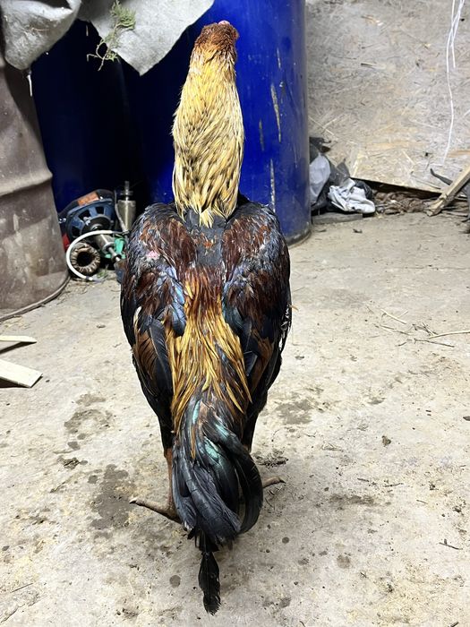 Продам или обмен дакан