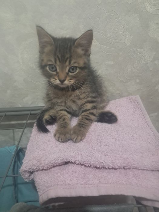 Котята мальчика и девочка