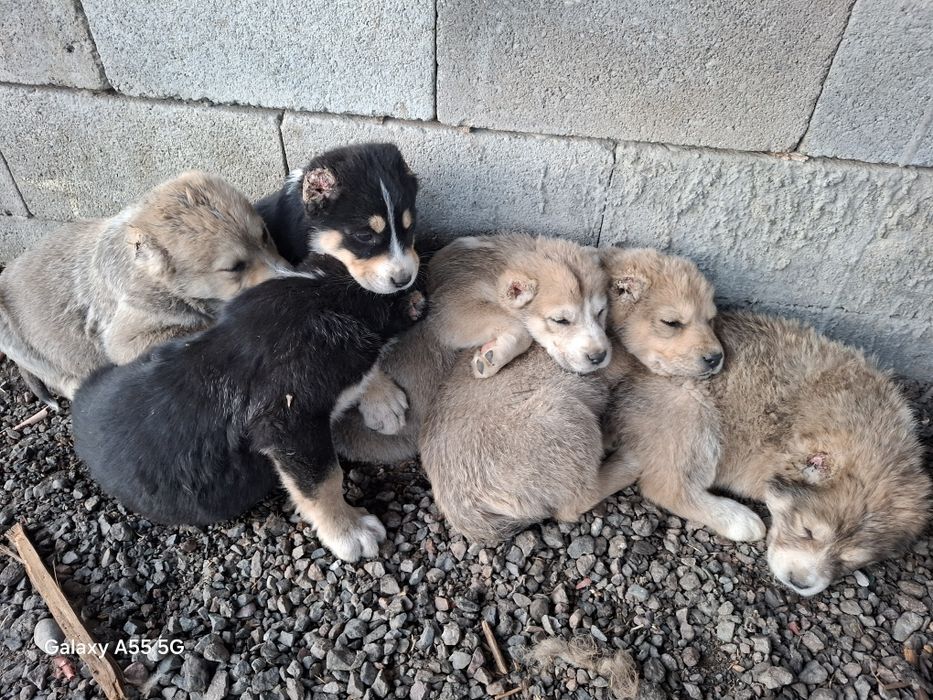 Алабай күшік сатылады