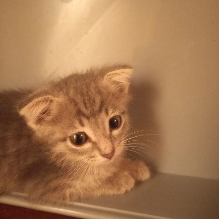 Вислоухий котёнок 1 мес мальчик