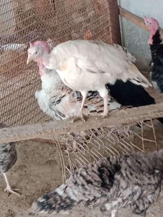 Индюшки молодые самки