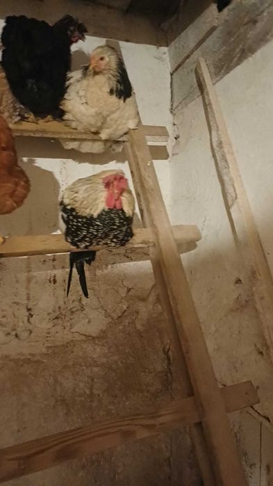 Vând cocosi americani