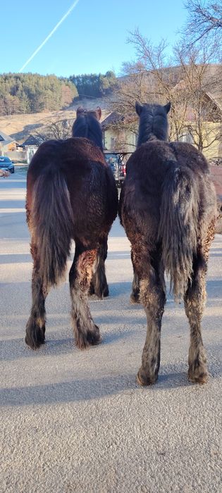 se vând pereche de manzi