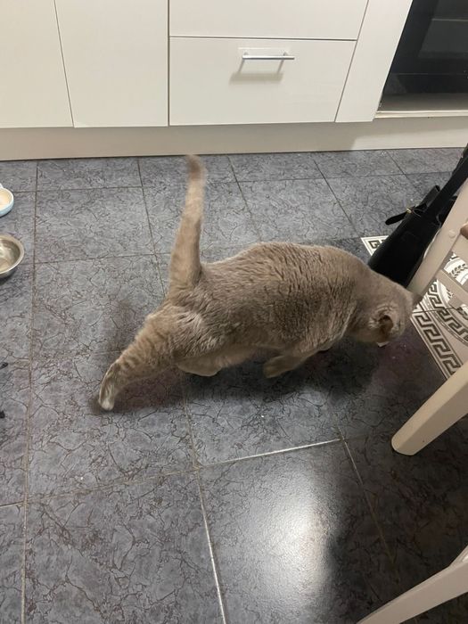 Отдам британца в добрые руки