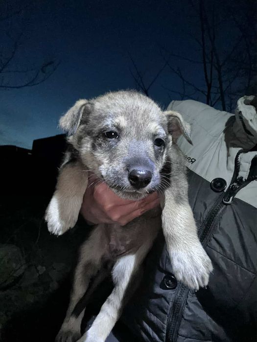 Ищем дом для щенят