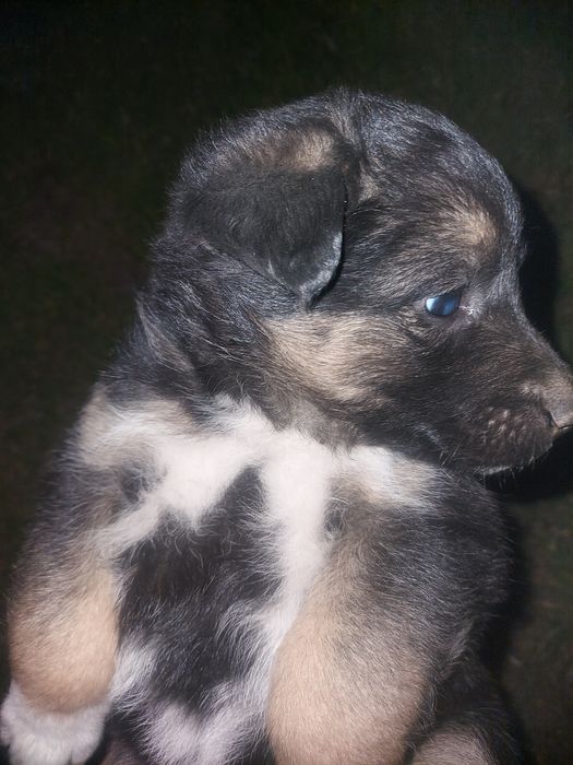 Щенки дворняжки девочки