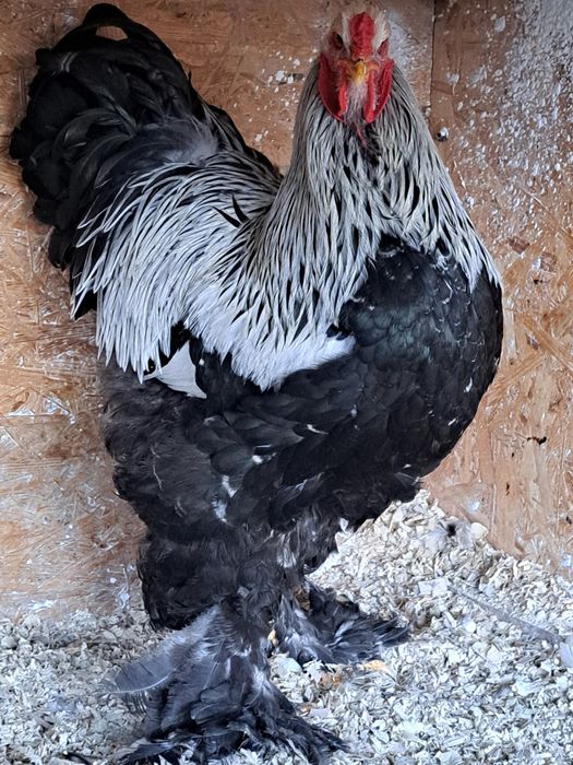 Cocos brahma herminat inchis