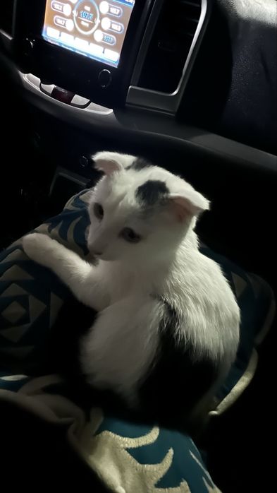 Отдам котенка в добрые руки