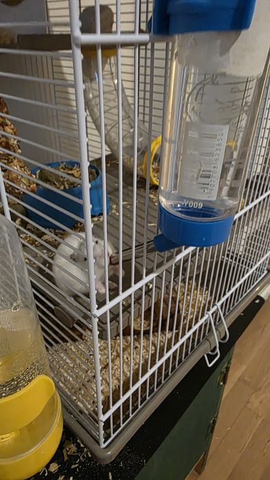 Vand familie hamsteri