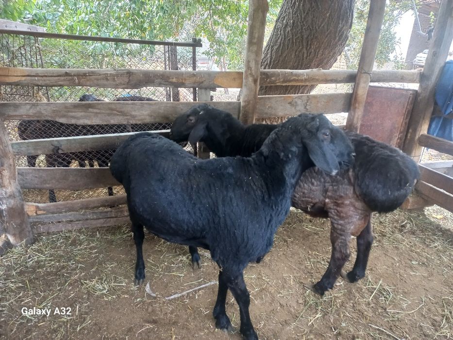 Qoylar bor . Toshkent viloyati Yuqorichirchiq tumanida