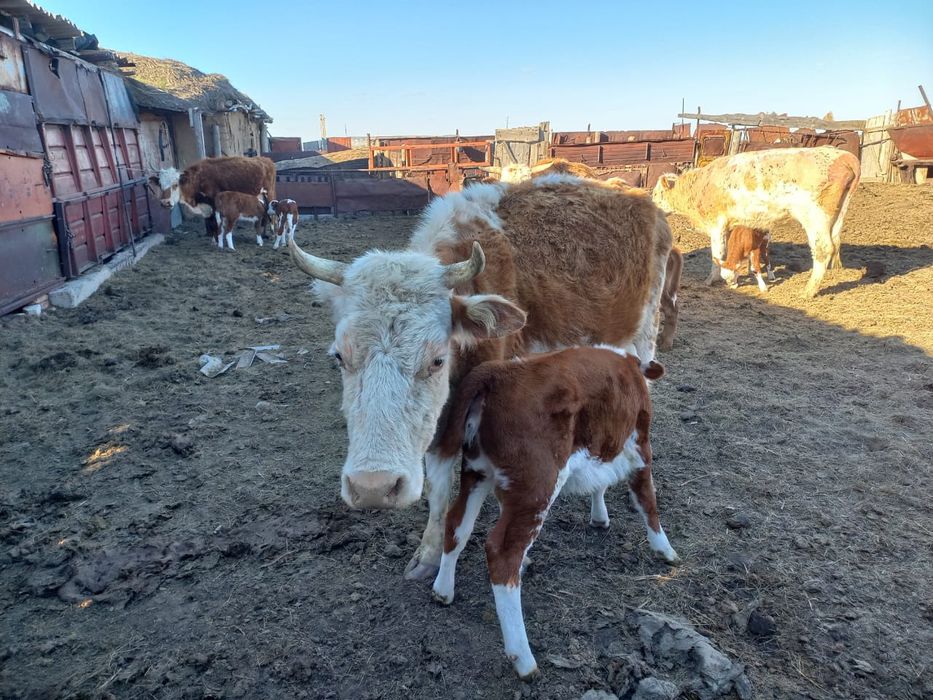 Сыйыр сатылад бұзау мен