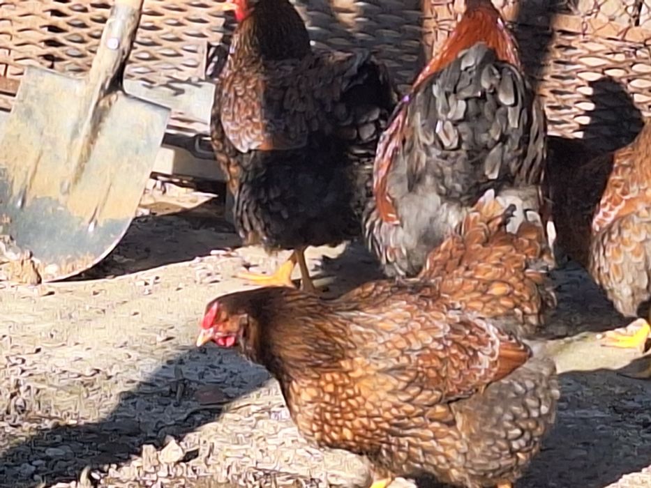 Oua de gaina ptr incubat.