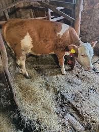 Vaca  românească