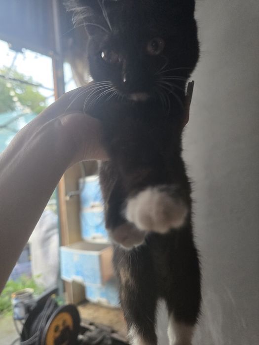 Отдам котят в добрые ручки
