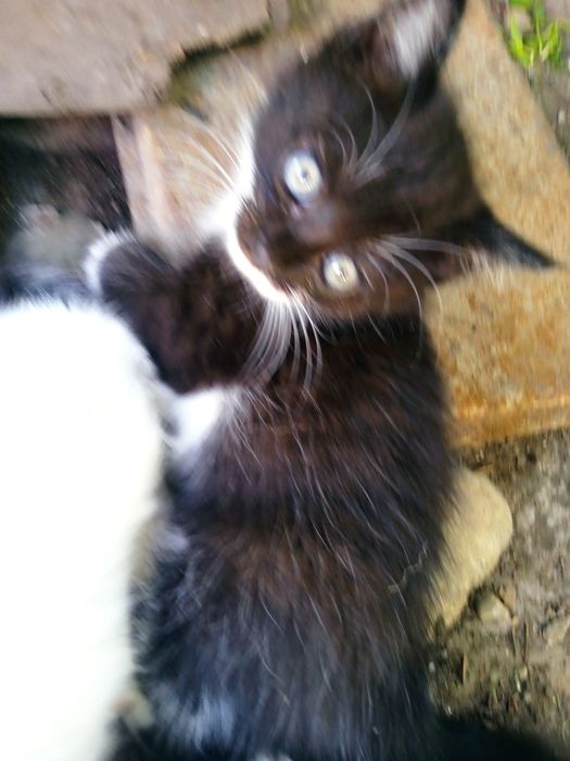 Подарю пушистиков.