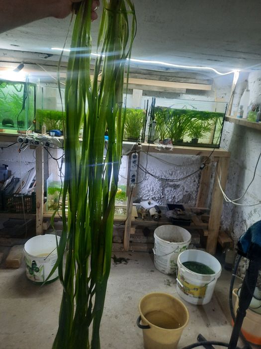 Аквариумные растения