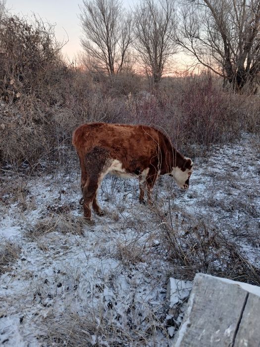 Семиз кашар сатылады